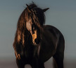 Stallion Stats