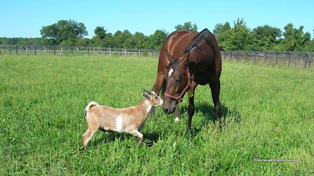 Western Montana Passes