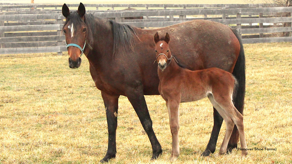 Lifetime Star and foal in undated photo