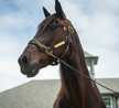 Western Dreamer: Absolutely One of a Kind