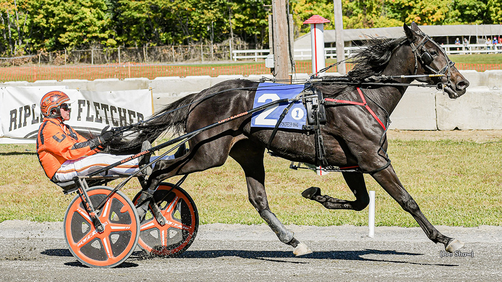 Maine Trotters Frolic At Farmington