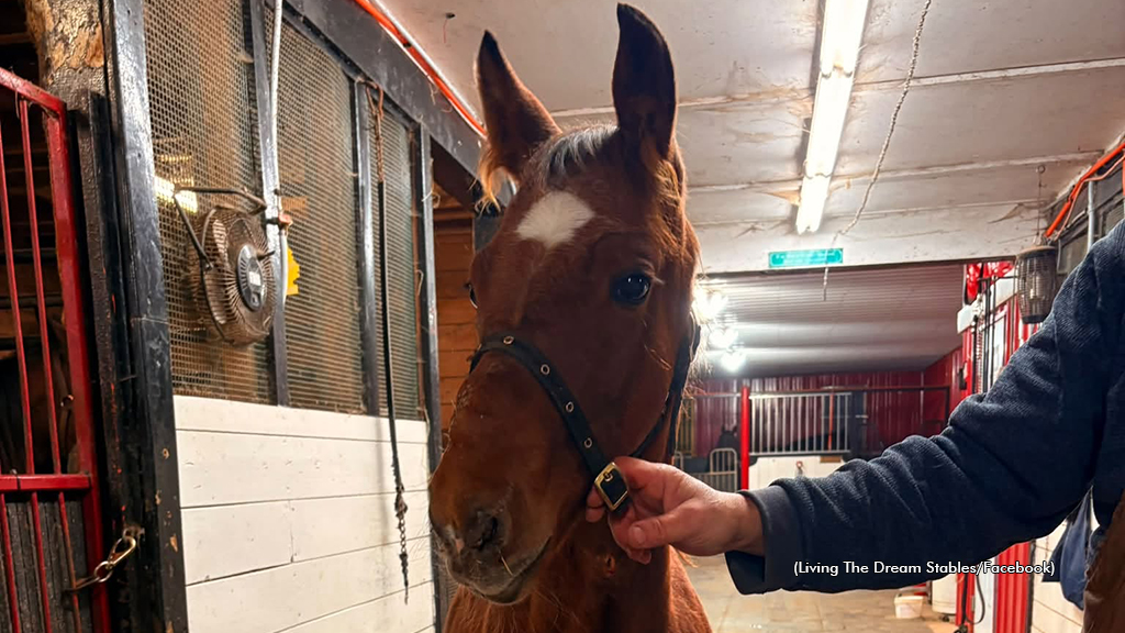 Benny following corrective surgery for wry nose