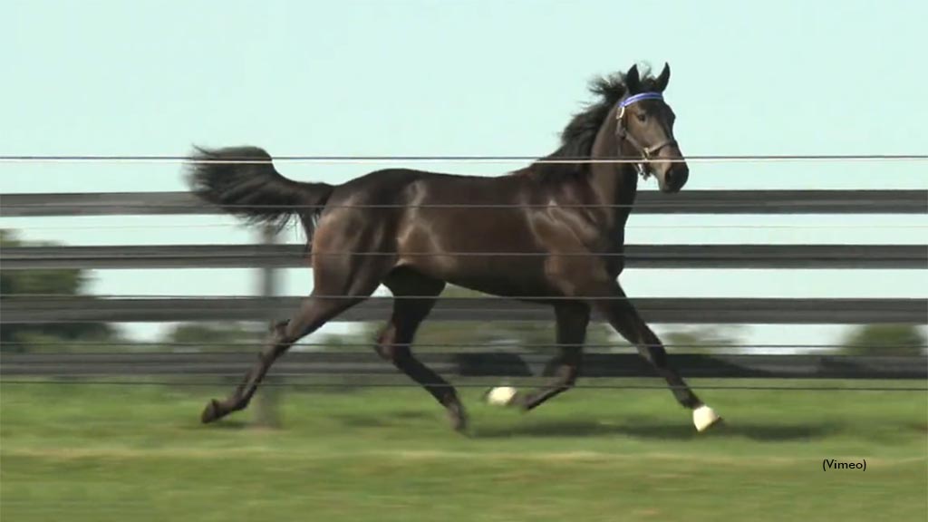 Bluebird Grace as a yearling