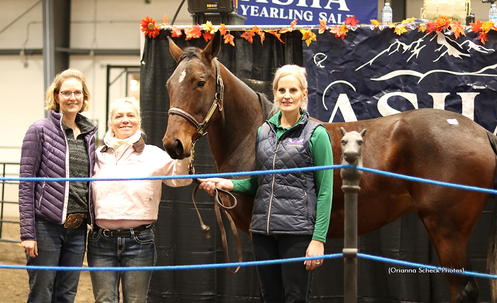 Dees Louise Tops 2026 ASHA Yearling Sale