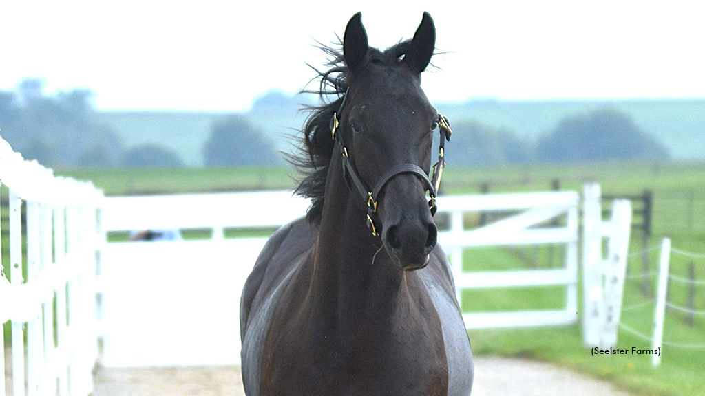 North Lite, Vaughn Seelster Top First London Yearling Sale Session