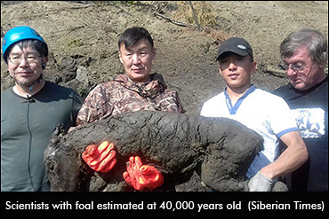 40,000-Year-Old Foal Found