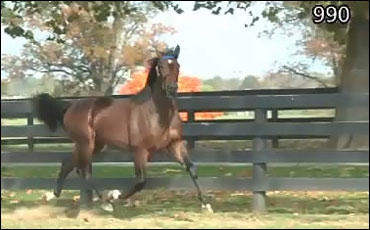 Steacy Nabs Day 4 Sale Topper
