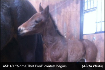 'Name That Foal' Contest Now Open