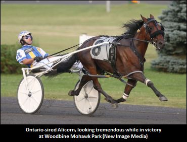 Ontario-Sired Yearlings Set To Sell