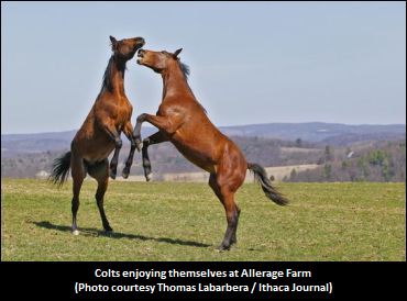 Fracking, Rare Foal Condition Linked