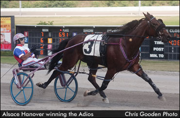 Alsace Hanover Sizzles In Adios