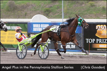 Angel Plus Fastest In Stallion Series