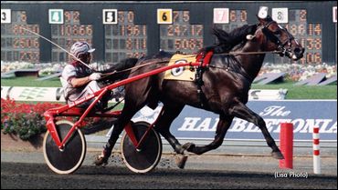 Angus Hall Retired From Stud Duty