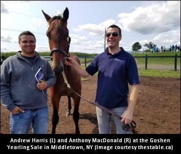 ‘The Stable’ Buys First Captaintreacherous Yearling Ever Sold At Auction