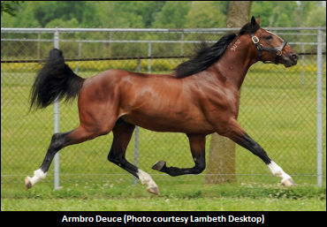 Armbro Deuce Relocating