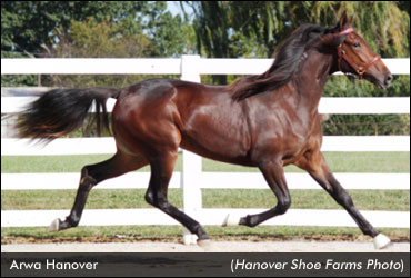 'Arwa' Tops Third Harrisburg Session