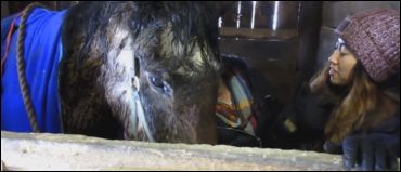 Standardbred, 40, Makes Local News