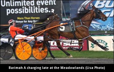 Gelding Wants To Get It On