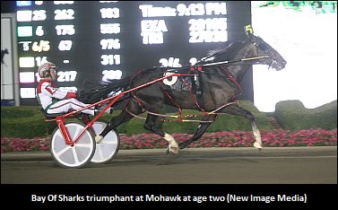 Wallace Fond Of Bay Of Sharks