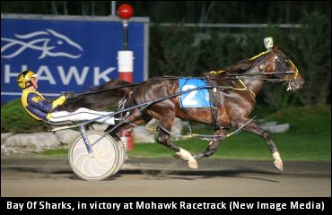 Bay Of Sharks Retired, To Stud