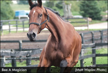 Bee A Magician In To Go