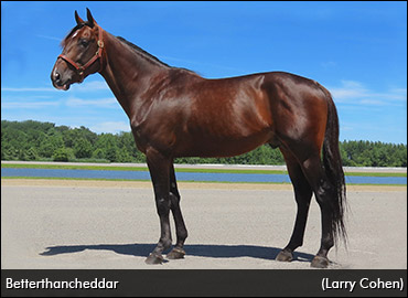 Betterthancheddar To Ontario