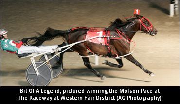 Bit Of A Legend N To Stand At Stud