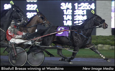 Blissfull Breeze Triumphs In Third Trial