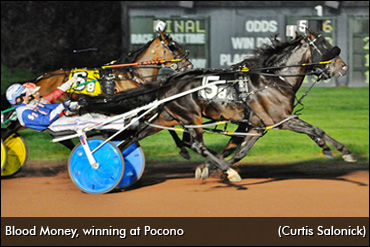 New Stallion For New Brunswick