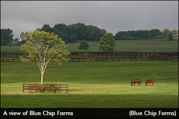 Development Plans For Blue Chip Farms