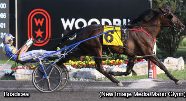 Seven Straight For Boadicea