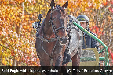 The (Bold) Eagle Has Landed