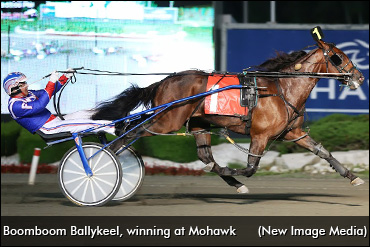 Boomboom Ballykeel Retired, To Stud