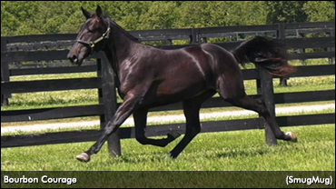 Bourbon Courage Tops Hoosier Sale