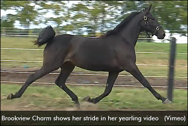 Michiana Classic Yearling Sale Complete