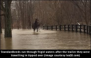 Standardbreds Saved After Accident