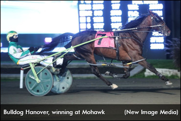 Bulldog Hanover To Breed And Race