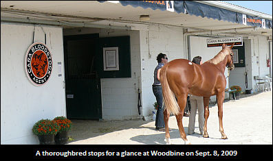 Selected Session Of T-Bred Canadian-Bred Yearling Sale Down Nearly 20%