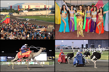 Watch The 2014 Cameltonian