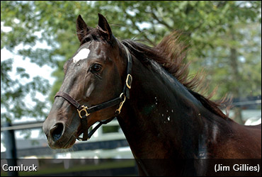 Seeking The Next Camluck?