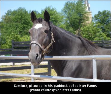 Molson Pace Renamed Camluck Classic