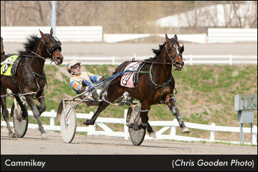 Cammikey Sweeps Meadows Series