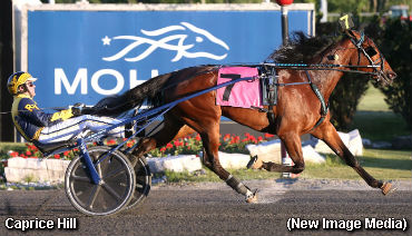 Kadabra Fillies Sweep Golds