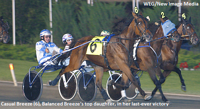 Balanced Breeze Euthanized