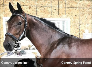 Century Jacqueline Tops London Opener