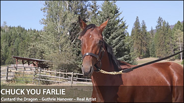 2020 HRBC Yearling Sale Complete