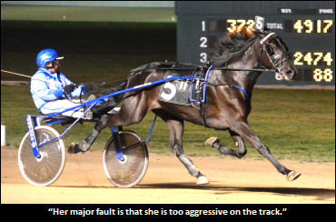 Well-Bred Filly Ready To Roll