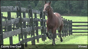 County Line Cred Tops Close To Lexington Sale