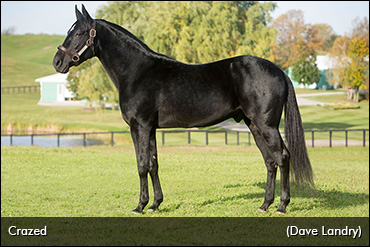 Crazed Sold, Exported