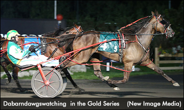 Second Gold For Dabarndawgswatchin